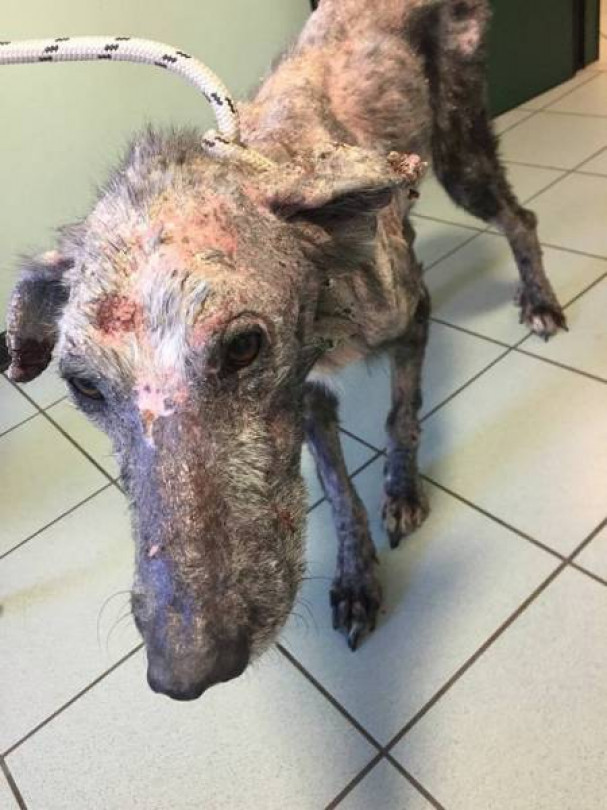 Tagli, ferite aperte e croste: abbandonato alla malattia. Ora il cane è al sicuro