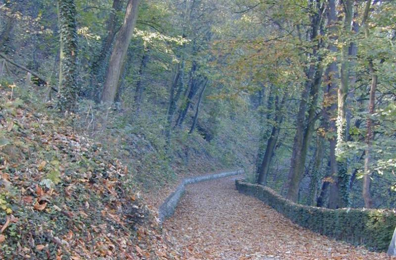 Riqualificazione boschiva all'interno del Parco di Crea