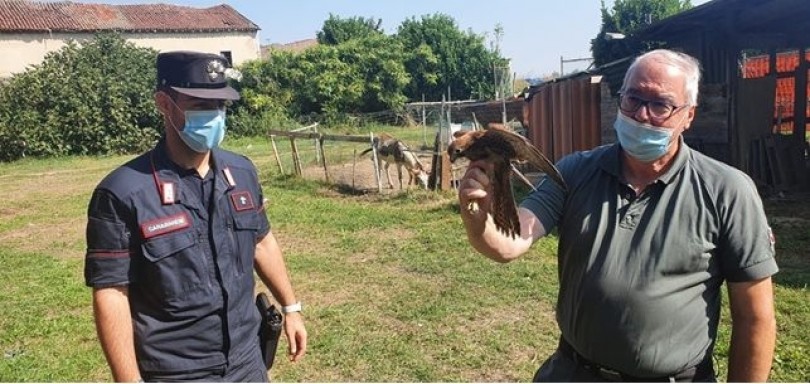 Cattura due falchi: denunciato per detenzione illecita