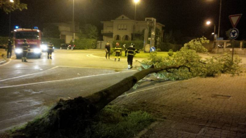 Grosso albero precipita nella rotonda