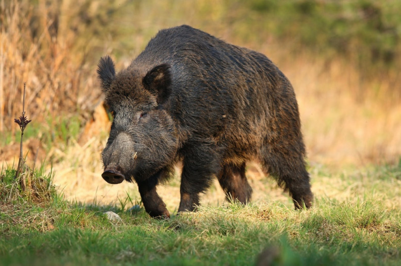 Trovato in Piemonte il primo cinghiale
morto per Peste Suina Africana