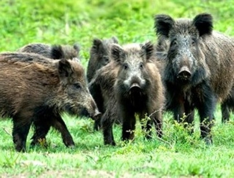 Caccia al cinghiale: l'apertura fissata lunedì 8 aprile