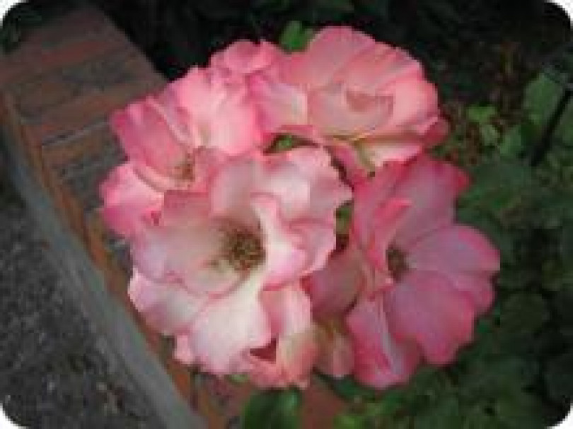 Giardini storici monferrini... a Cella Monte, Valenza, Castell'Alfero