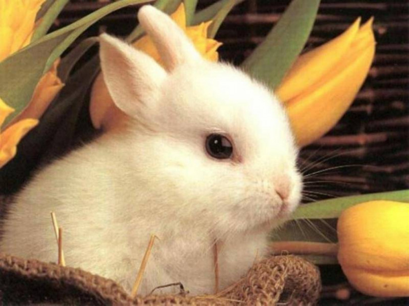 Buona Pasqua! Martedì il giornale non uscirà. Aggiornamenti sul sito da martedì 10