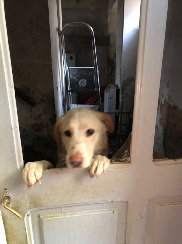 Maltrattamento di animali: denunciato