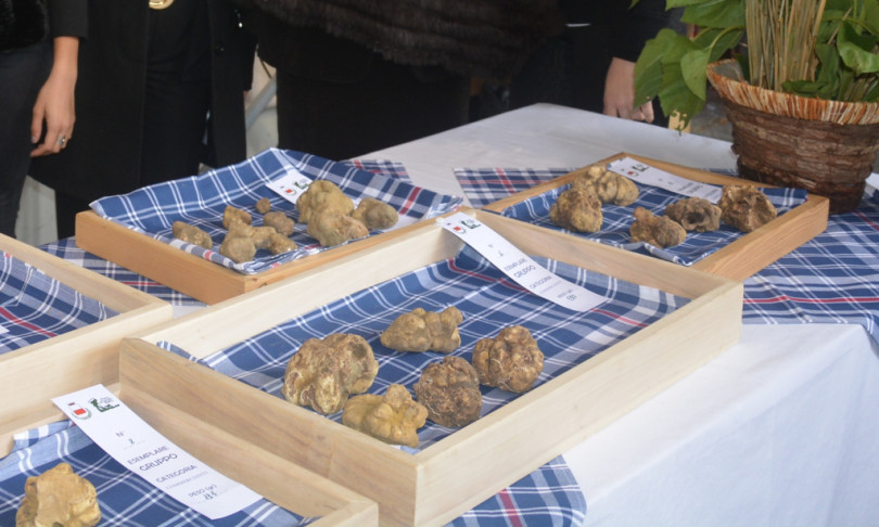 L’annata nera del tartufo. Estrazioni crollate del 60%