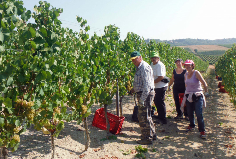 Vendemmia: meno prodotto ma eccellente qualità