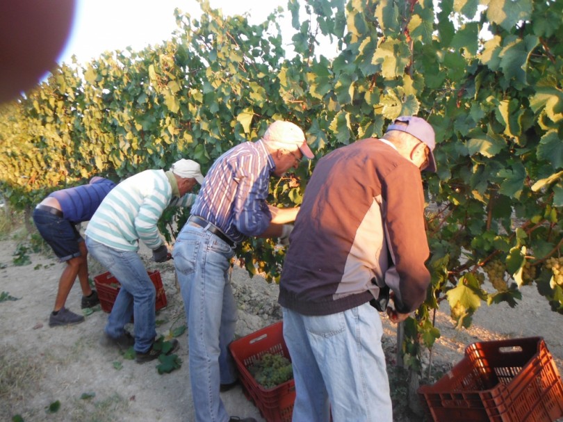 «Estendere la distillazione di crisi ai vini di denominazione di origine»