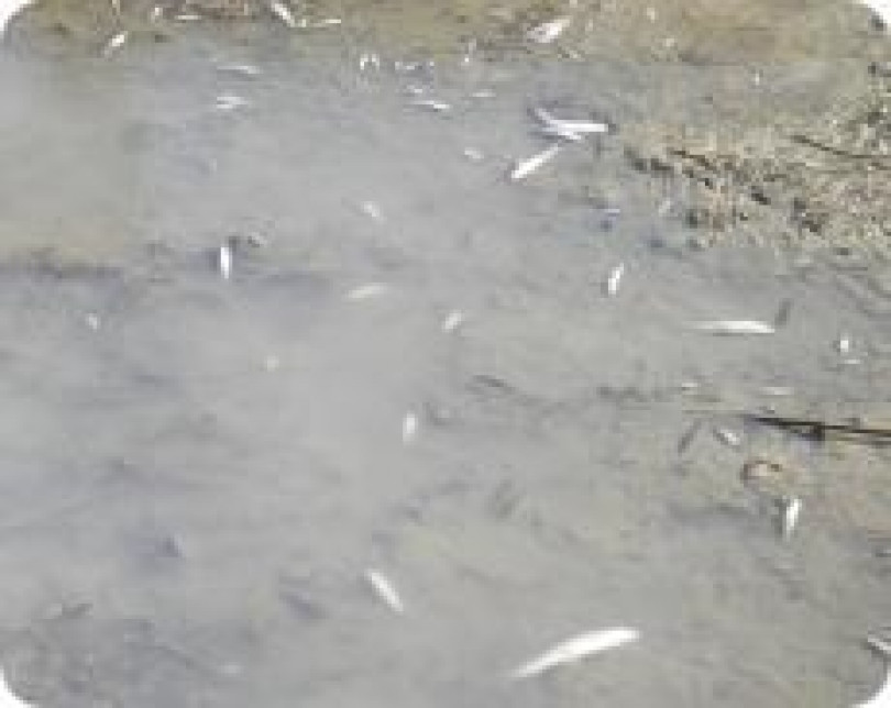 Un eccesso di ammoniaca ha ucciso i pesci nel canale Lanza?