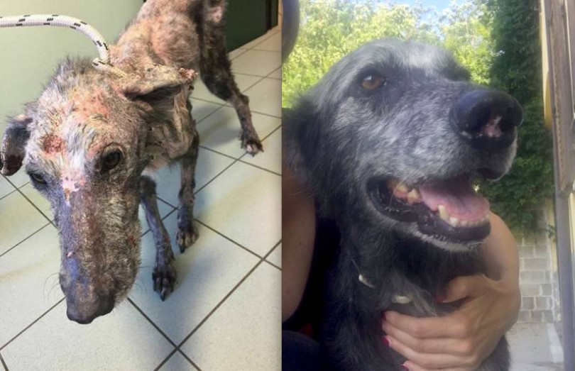 L’animale maltrattato ha vinto la malattia e ora cerca casa