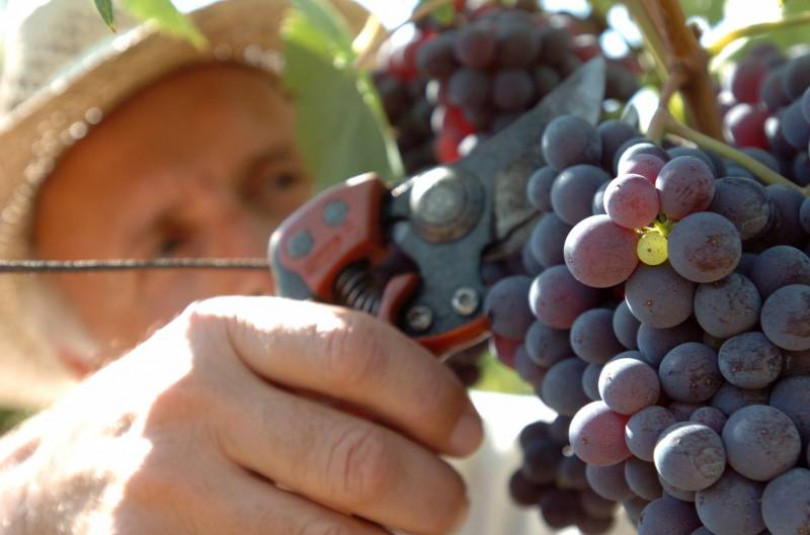 Resa in calo tra il 10 e il 20%: la vendemmia 2017 sarà influenzata dalla siccità