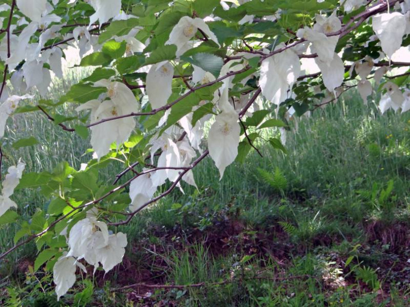 L’albero dei fazzoletti per il Parco Eternot