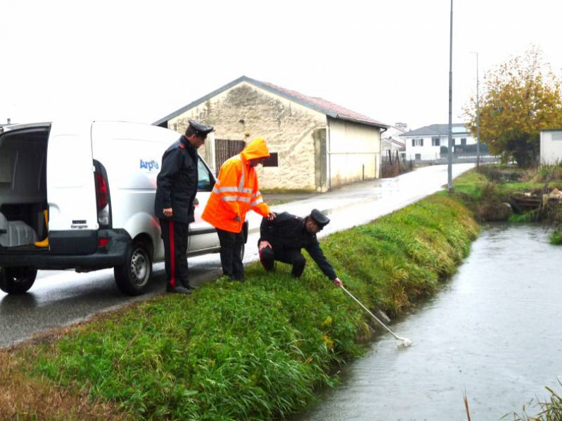 Una moria di pesci nella roggia Cerca a Palazzolo
