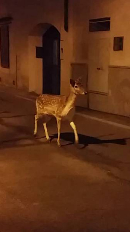 Un daino a passeggio... nel centro di Moncalvo