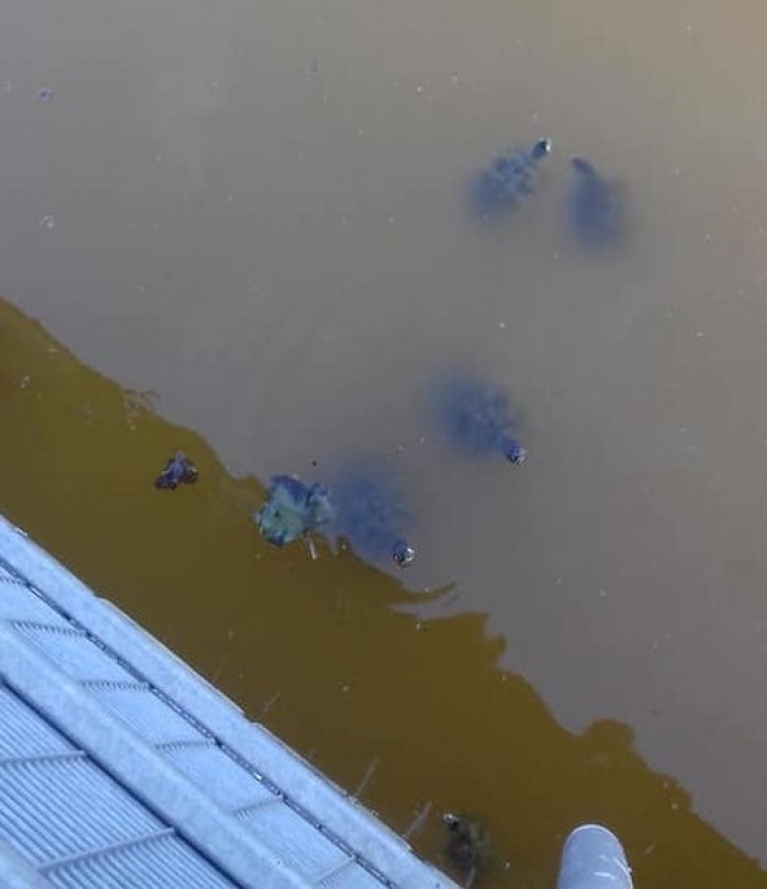 Emergenza ittica: intervento delle Guardie Zoofile