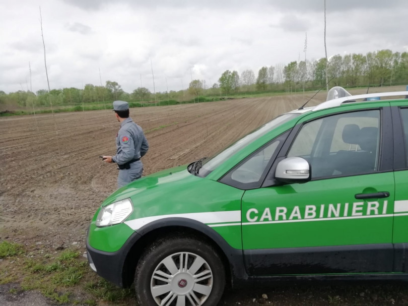 Estirpa un bosco per far crescere un pioppeto: denunciato dalla Forestale