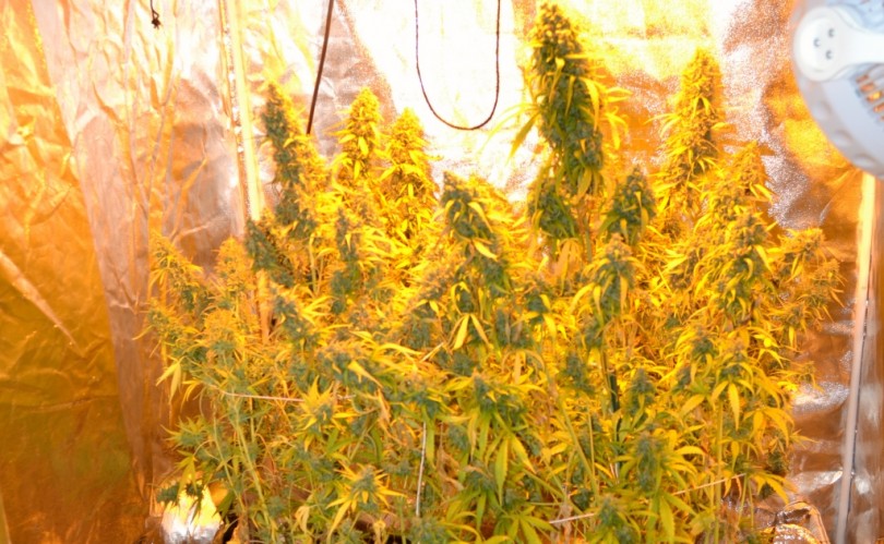 Ruba l'energia elettrica al vicino per alimentare la serra di marijuana