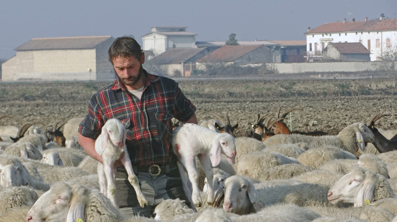 VIDEO - Trecento pecore da lana da Biella a Casale