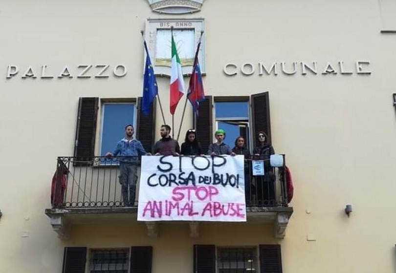 Sale la tensione per la corsa dei buoi a Caresana