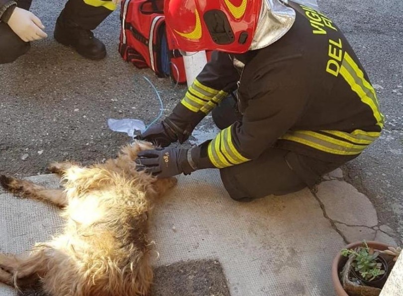 Incendio in un'abitazione: i pompieri salvano un cane e cinque gatti