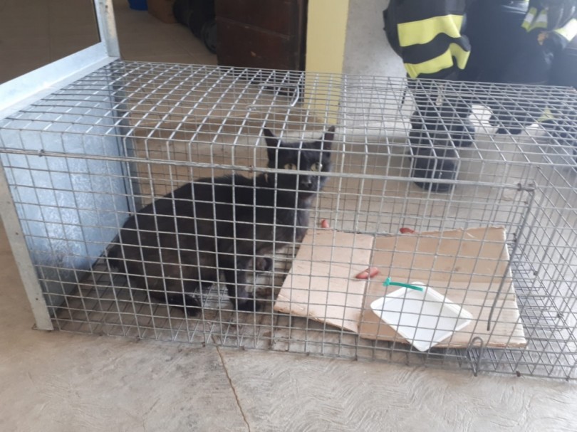 Gatto ferito dal cane si nasconde e non si fa prendere: intervengono i Vigili del Fuoco