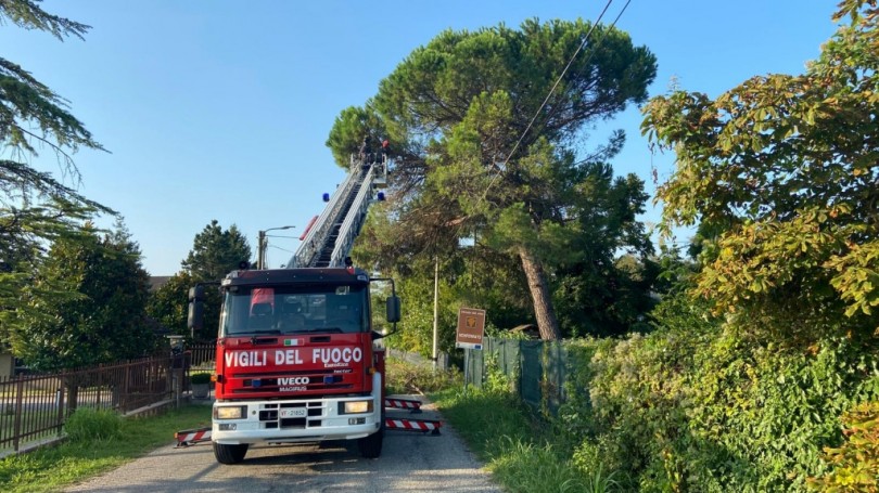 Pianta pericolante tra Ottiglio e Sala
