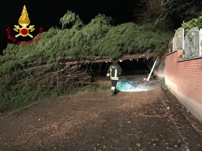 Due grossi pini sulla strada: intervengono i Vigili del Fuoco