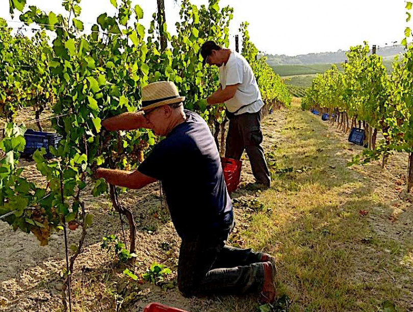 È iniziata la vendemmia: si va verso un’ottima annata