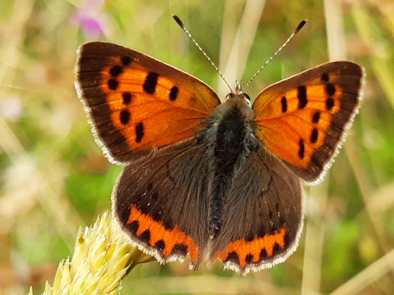 Cercansi volontari per il monitoraggio delle farfalle