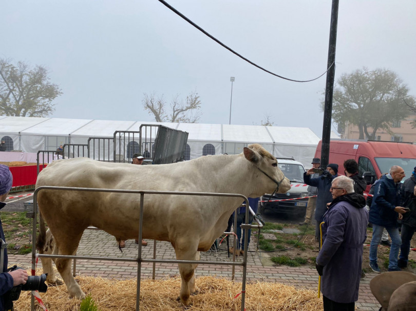 Bue Grasso: la gara dei giganti bianchi