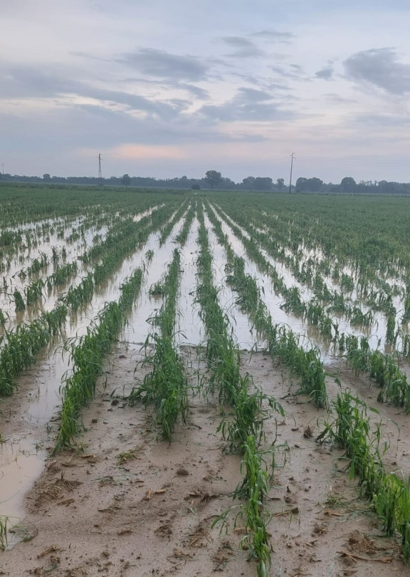 Danni ingenti dopo la grandine che si è abbattuta nell’Alessandrino