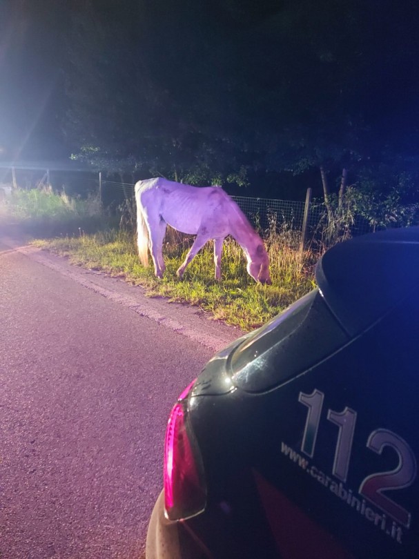 Un cavallo a spasso di notte sulla provinciale