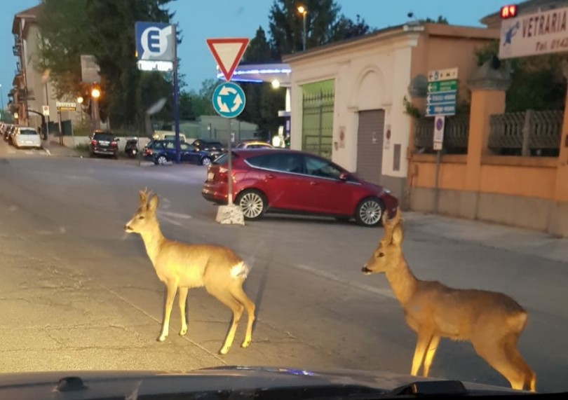 Due caprioli in giro per Casale