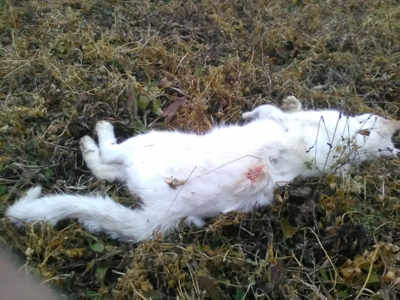 «La mia gattina è stata uccisa dai lupi: è ora di intervenire»
