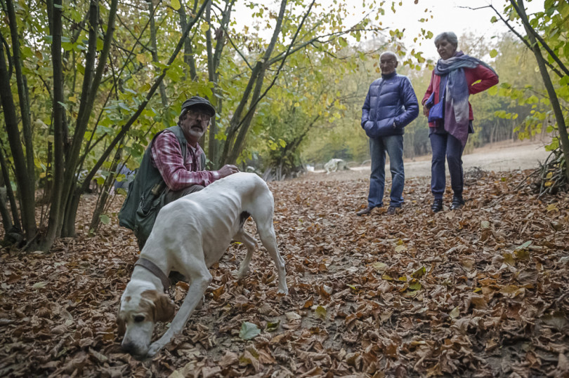 Nel noccioleto con il pointer Brio: così si cerca il tartufo