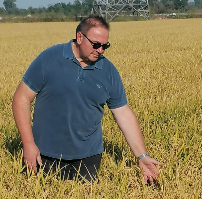 Riso: annata difficile ma il prodotto è buono