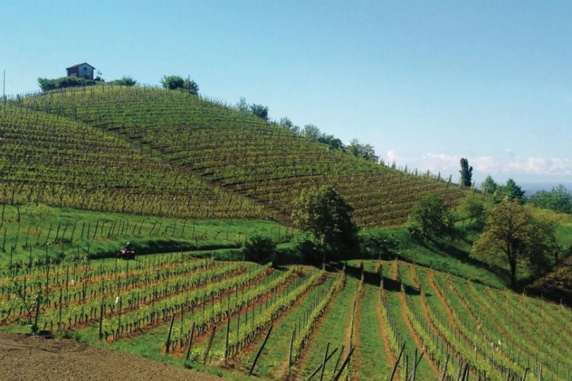 Vino, il Piemonte unica regione in crescita nell'export, ma il settore chiede sostegno