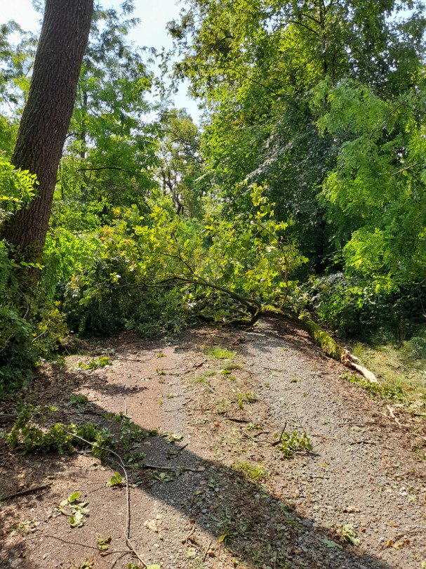 Il Bosco della Partecipanza ferito dopo la tromba d'aria