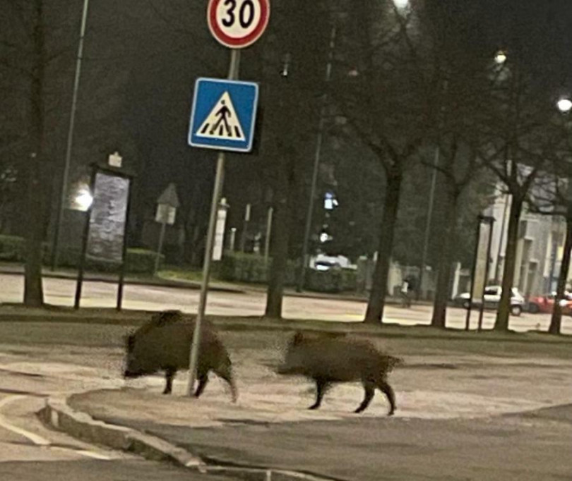 Due cinghiali a spasso per Casale