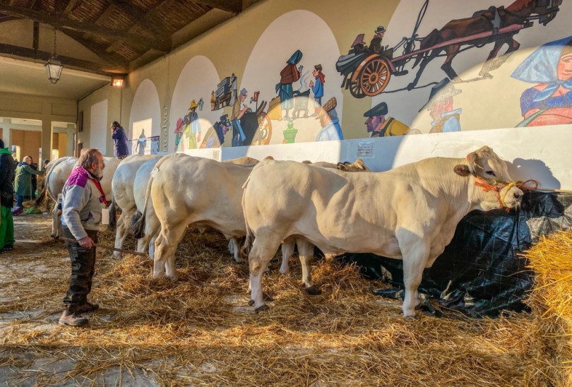 Fiera Nazionale del Bue Grasso a Moncalvo