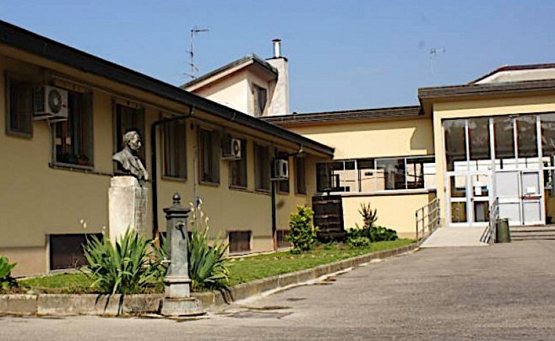 La fioritura (in anticipo) degli ulivi del “Luparia”