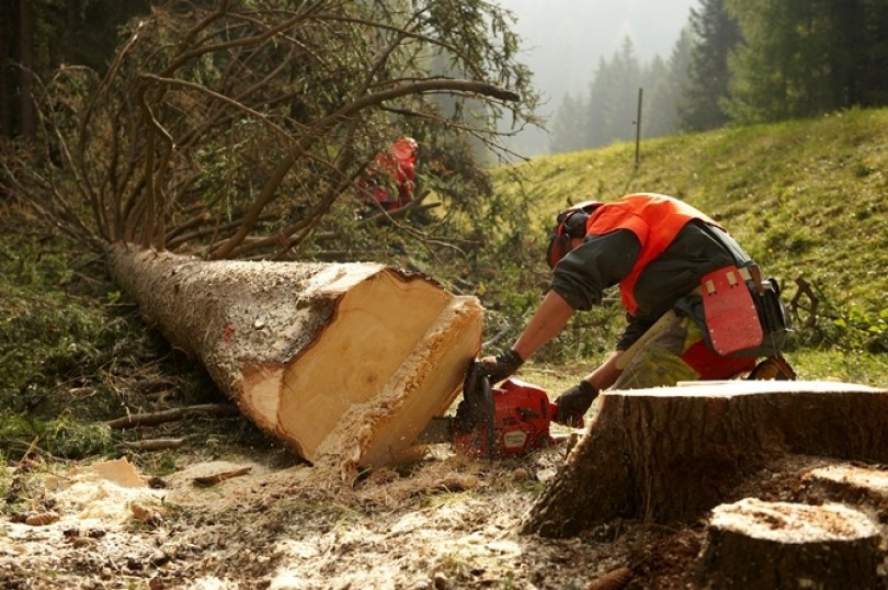 Fase 2: riparte la manutenzione delle foreste e dei boschi