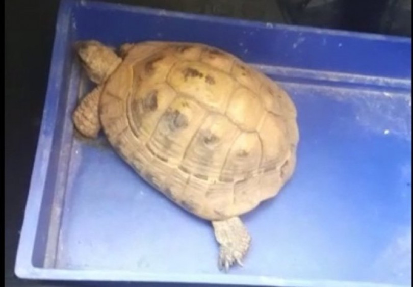 Palazzolo: tartaruga sparita e poi ritrovata grazie ai Carabinieri