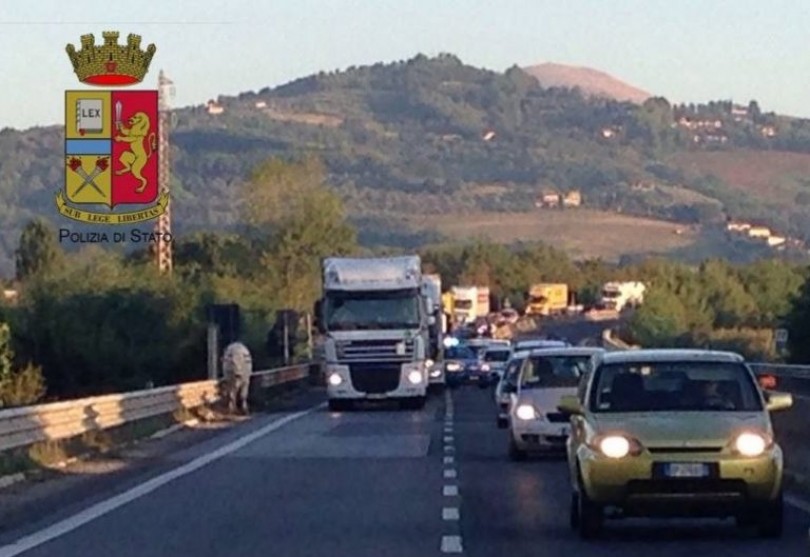 Si ribalta furgone sulla A26: toro vaga tra le corsie