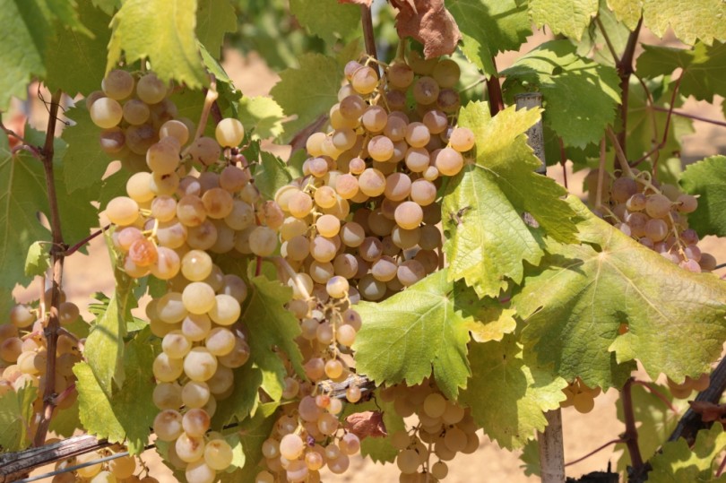 Vendemmia, annata positiva; il futuro nella raccolta meccanica?