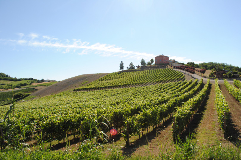 Ristrutturazione e riconversione vigneti: c'è il bando