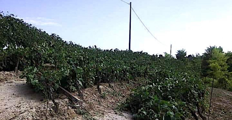 Maltempo: preoccupazione per le colture e per le fasi conclusive della vendemmia
