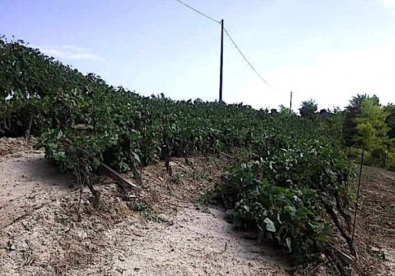 «Alberi sradicati, edifici scoperchiati, serre divelte e allagamenti»