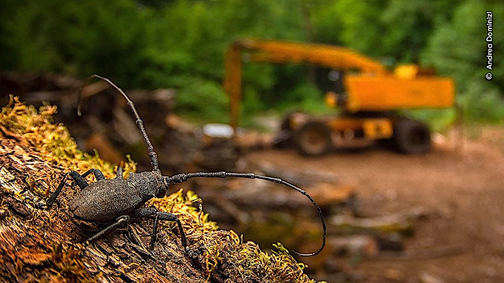 Wildlife Photographer of the Year...