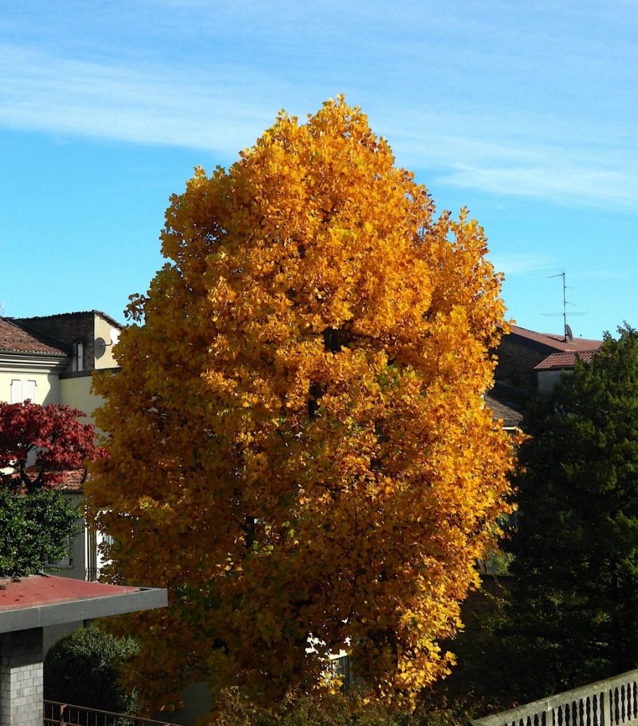 Foliage a Casale